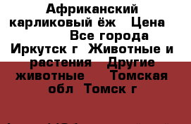 Африканский карликовый ёж › Цена ­ 6 000 - Все города, Иркутск г. Животные и растения » Другие животные   . Томская обл.,Томск г.